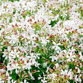 Soapwort Seeds - Graciella White