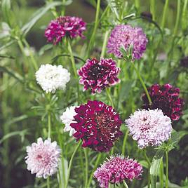 Scabiosa Pincushion Mix - Seeds