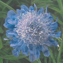 Scabiosa japonica Ritz Blue - Seeds