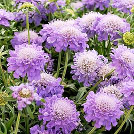 Scabiosa Blue Note - Seeds