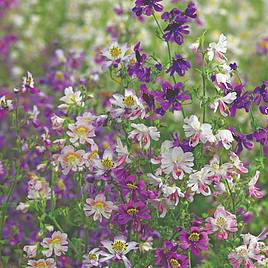 Schizanthus pinnatus Seeds - Angel Wings