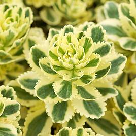 Sedum takesimense Atlantis