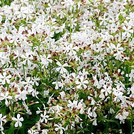 Saponaria White Beauty - Seeds