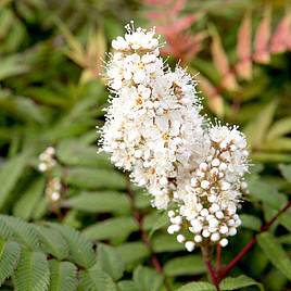 Sorbaria sorbifolia Sem