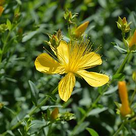 Predators Flower Mix - Seeds