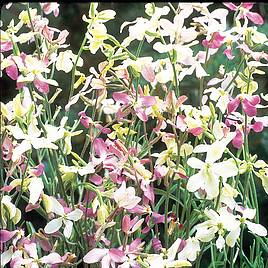 Night Scented Stock Seeds - Evening Fragrance
