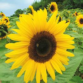 Sunflower Seeds - Giant Yellow