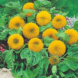 Sunflower Teddy Bear - Seeds