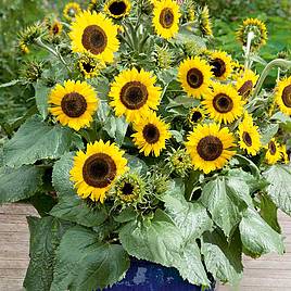 Sunflower Waooh - Seeds for Pollinators