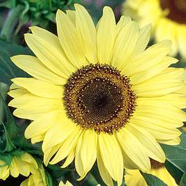 Sunflower Moonshine - Seeds