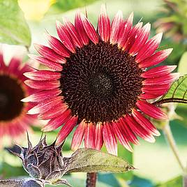 Sunflower Ms Mars - Seeds