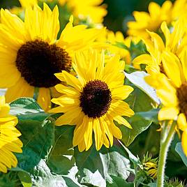 Sunflower Seeds - F1 Suntastic Yellow
