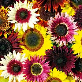 Sunflower Seeds - Cut Flower Mix