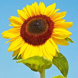 Sunflower Titan - Seeds