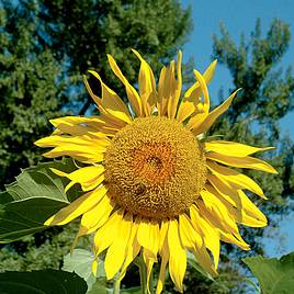 Sunflower Pikes Peak - Seeds