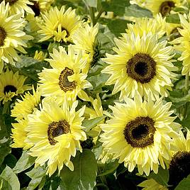 Sunflower Garden Statement - Seeds
