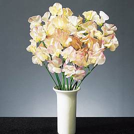 Sweet Pea High Scent - Seeds