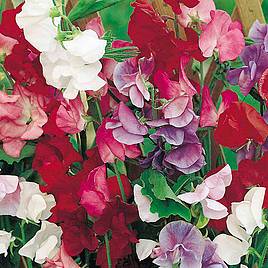 Sweet Pea Seeds - Jet Set Mix