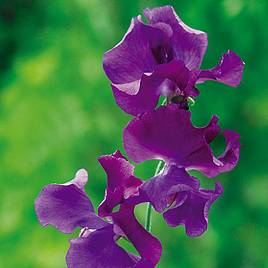 Sweet Pea Seeds - Fragrant Skies