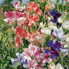 Sweet Pea Seeds - True Fragrance