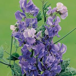 Sweet Pea Seeds - Noel Sutton