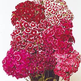 Sweet William Auricula-Eyed Mix - Seeds