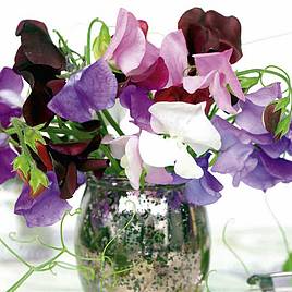 Sweet Pea Seeds - Long Stem Mixed