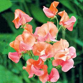 Sweet Pea Seeds - Prince of Orange