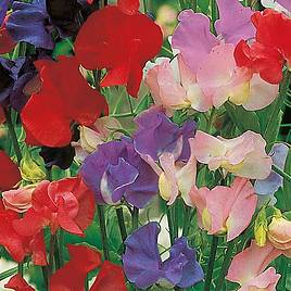 Sweet Pea Seeds - Old Fashioned Scented Mix