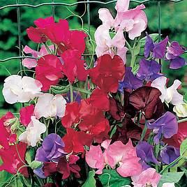 Sweet Pea Seeds - Spencer Special Mix