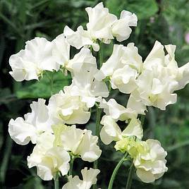 Sweet Pea Anne Gregg - Seeds