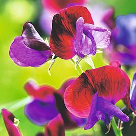 Sweet Pea Seeds - Cupani