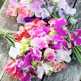 Sweet Pea Distant Horizons - Seeds