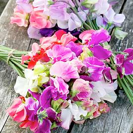 Sweet Pea Seeds - Distant Horizons