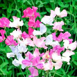 Sweet Pea Seeds - Amethyst & Orchids