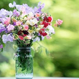 Sweet Pea Seeds - Sublime Scent Mix