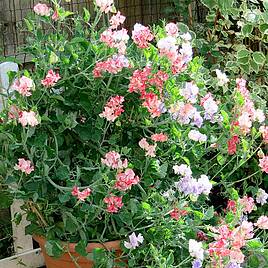 Sweet Pea Fragrant Tumbler - Seeds
