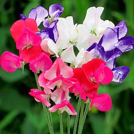 Sweet Pea Seeds - Fragrant Boundary