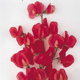 Sweet Pea Exhibitors Collection - Seeds
