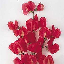 Sweet Pea Seeds - Exhibitors Collection