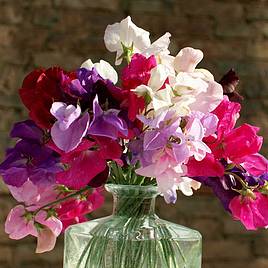 Sweet Pea Supersonic - Seeds