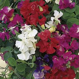 Sweet Pea Patio Mix - Seeds