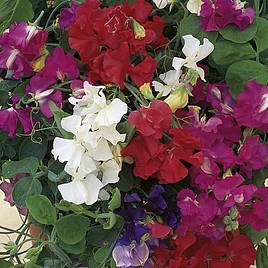 Sweet Pea Seeds - Patio Mix