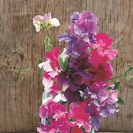 Sweet Pea Seeds - Melody Mix