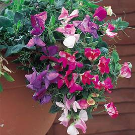 Sweet Pea Seeds - Sweetie Mix