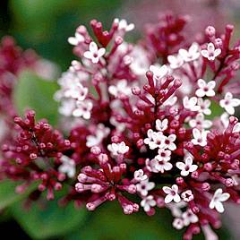 Lilac Dwarf Tinkerbelle