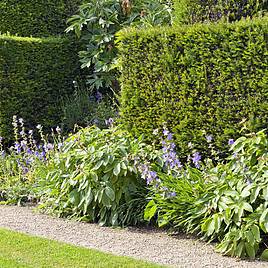 English Yew (Hedging)