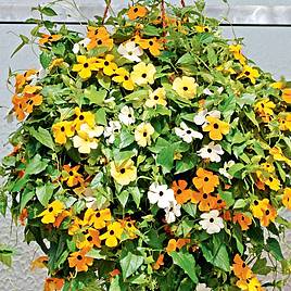 Black-Eyed Susie - Seeds