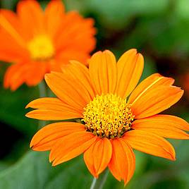 Tithonia Seeds - Orange (Mexican Sunflower)