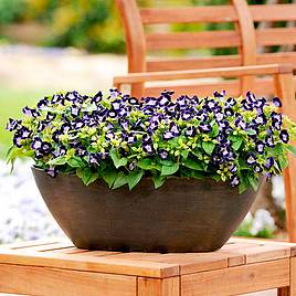 Torenia Deep Blue - Seeds